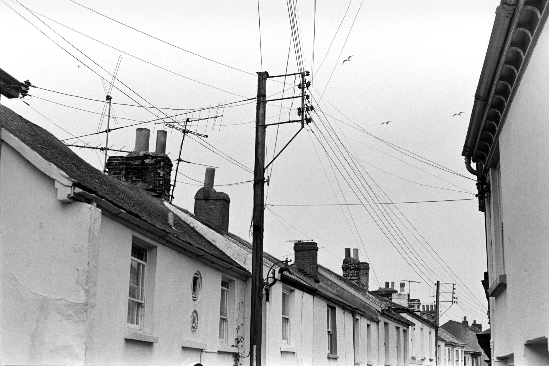 Telegraph poles in a terraced street in Appledore. Chimneys are visible on the houses.