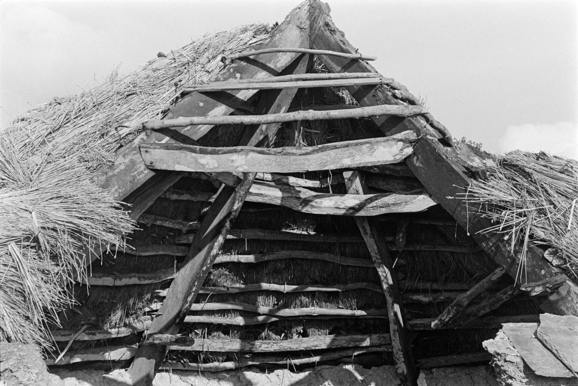 A collapsing thatched roof of a derelict circular stone barn at Saunton. The roof timbers of the barn are exposed.