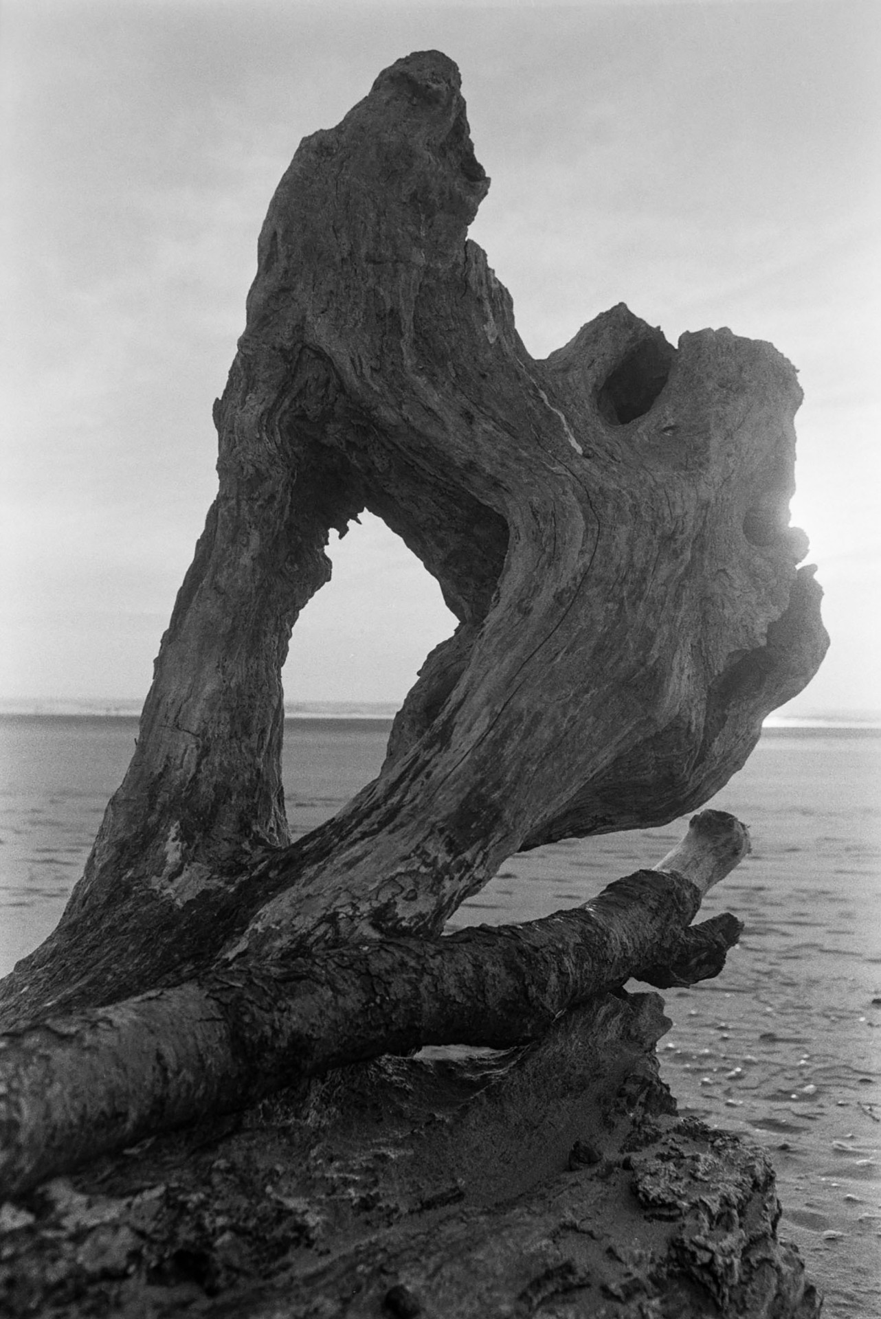 Driftwood on the beach at Saunton Sands.