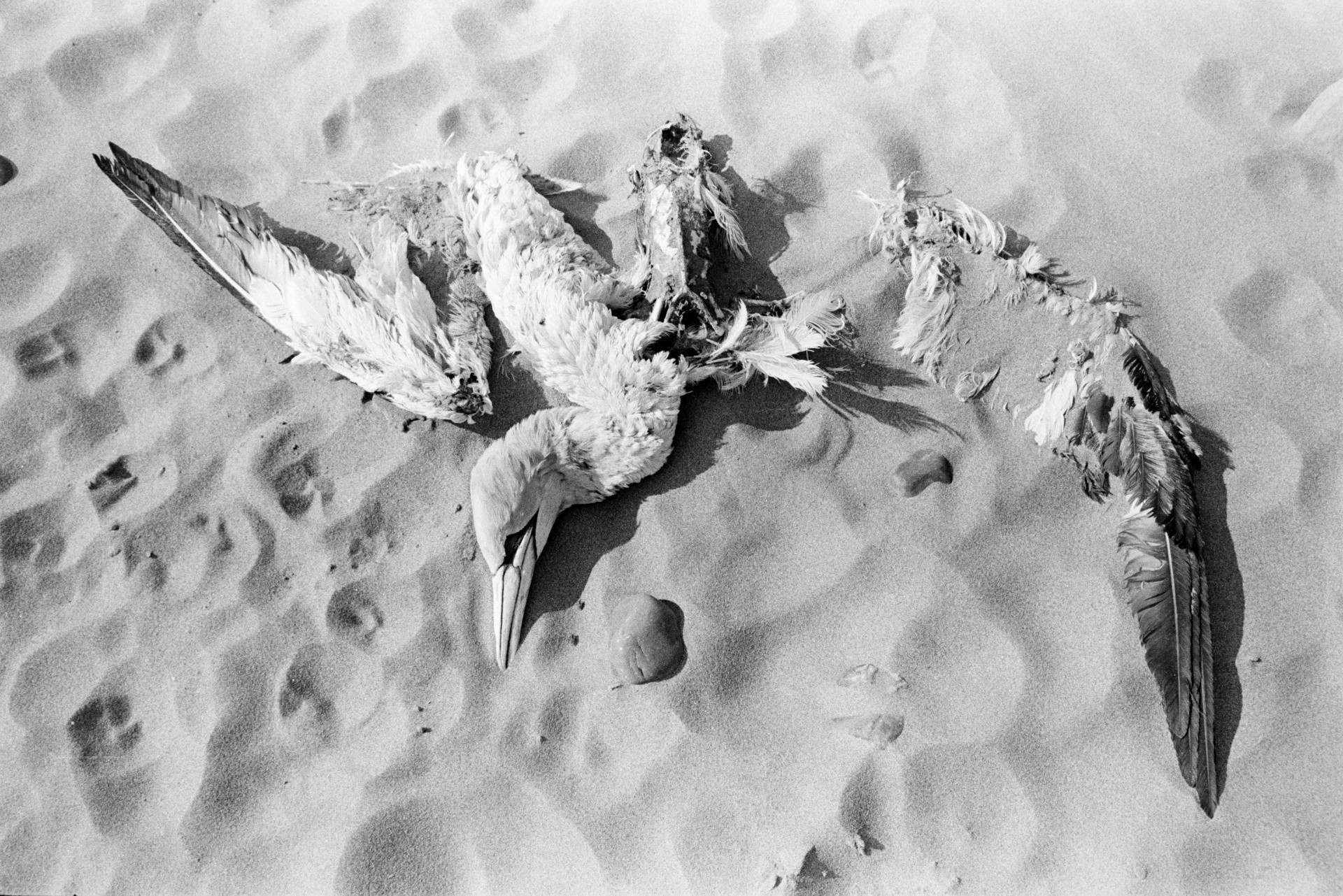 A dead gannet in on the beach at Saunton Sands.