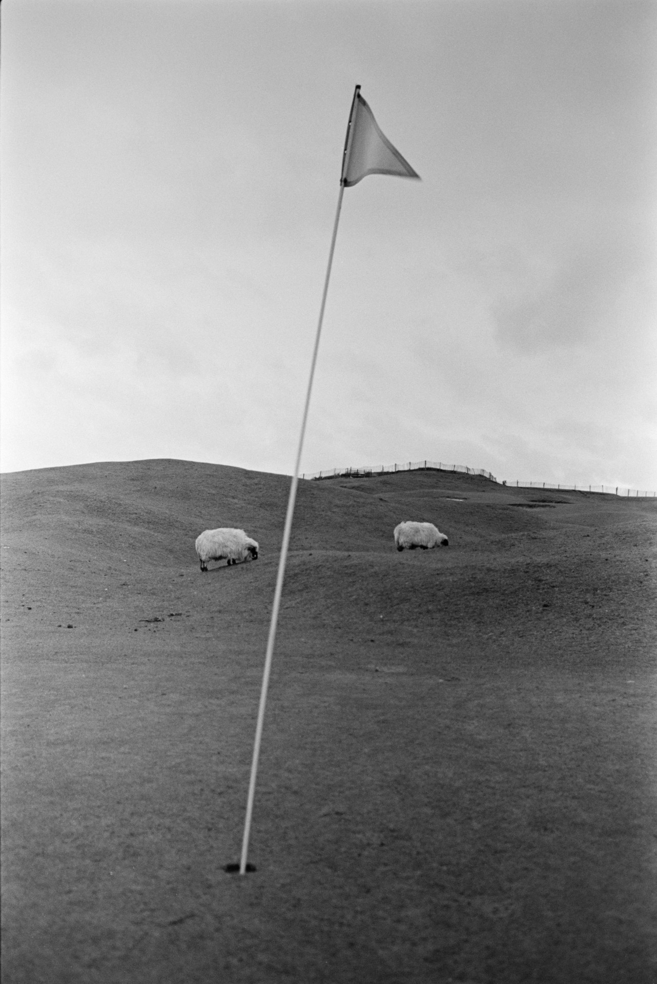 A flag in a hole on a golf course with sheep grazing on the course in the background, at Westward Ho!