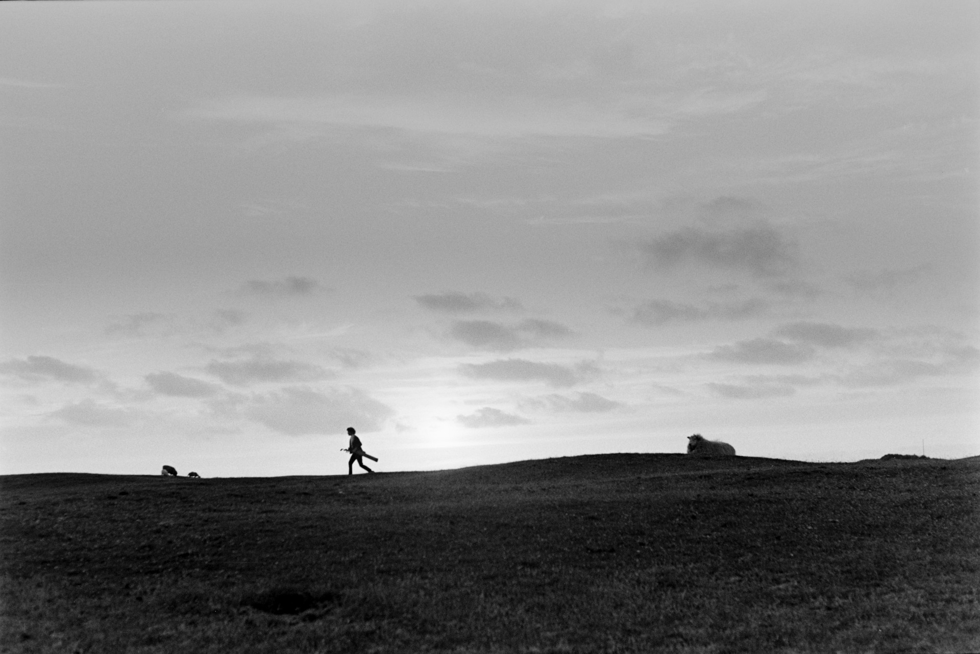 A person and sheep on the golf course at Westward Ho! They are silhouetted on the horizon.