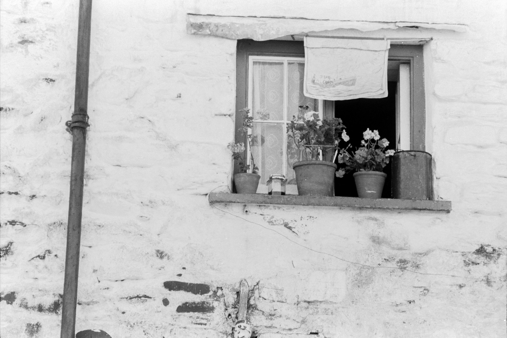 A window of a house in Clovelly with flower pots outside on the window sill. A tea towel is also hung up to dry.
