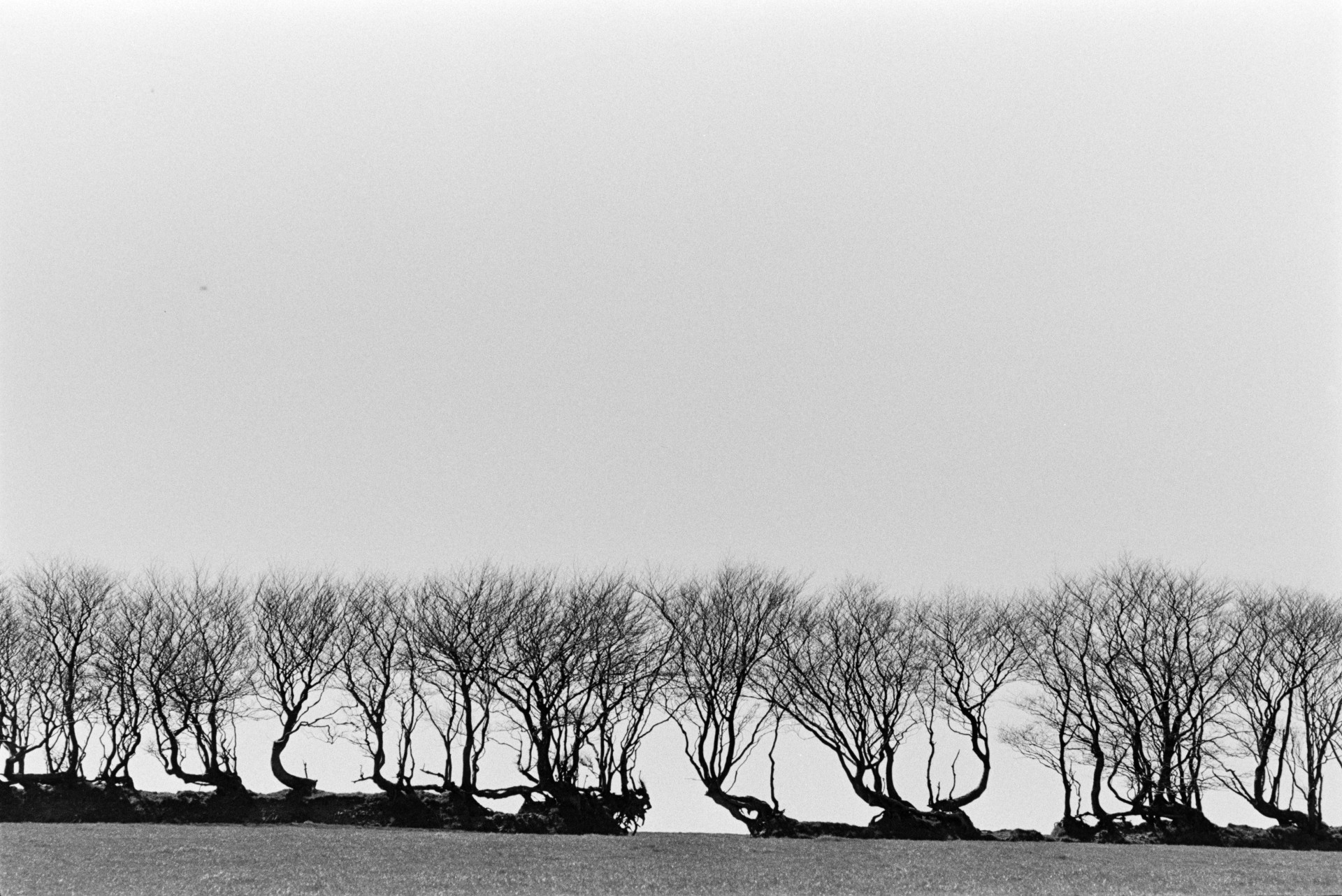Knarled trees growing in a hedgerow at Combe Martin.