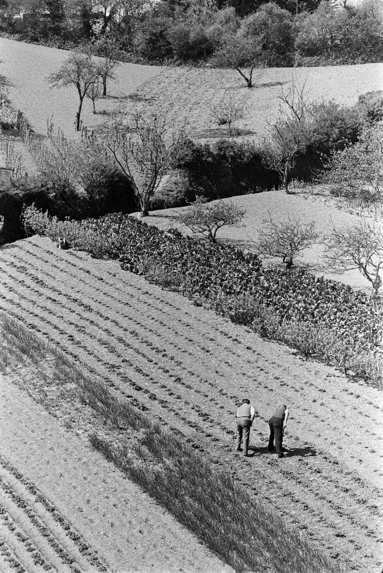 Two men hoeing in a field, possibly of vegetables, at Combe Martin. Trees and another field can be seen in the background.