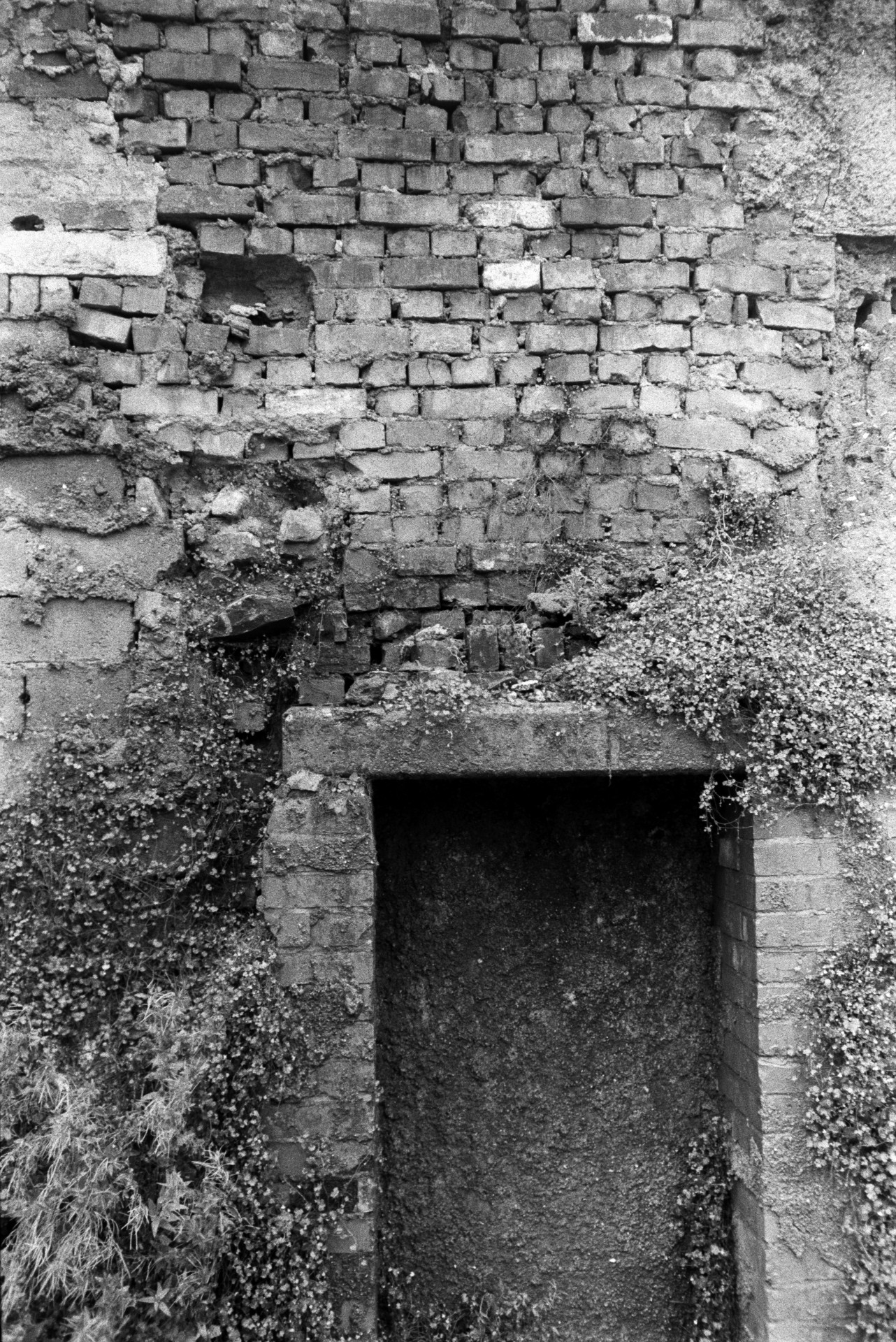 An overgrown brick wall with a blocked up doorway, in Barnstaple.