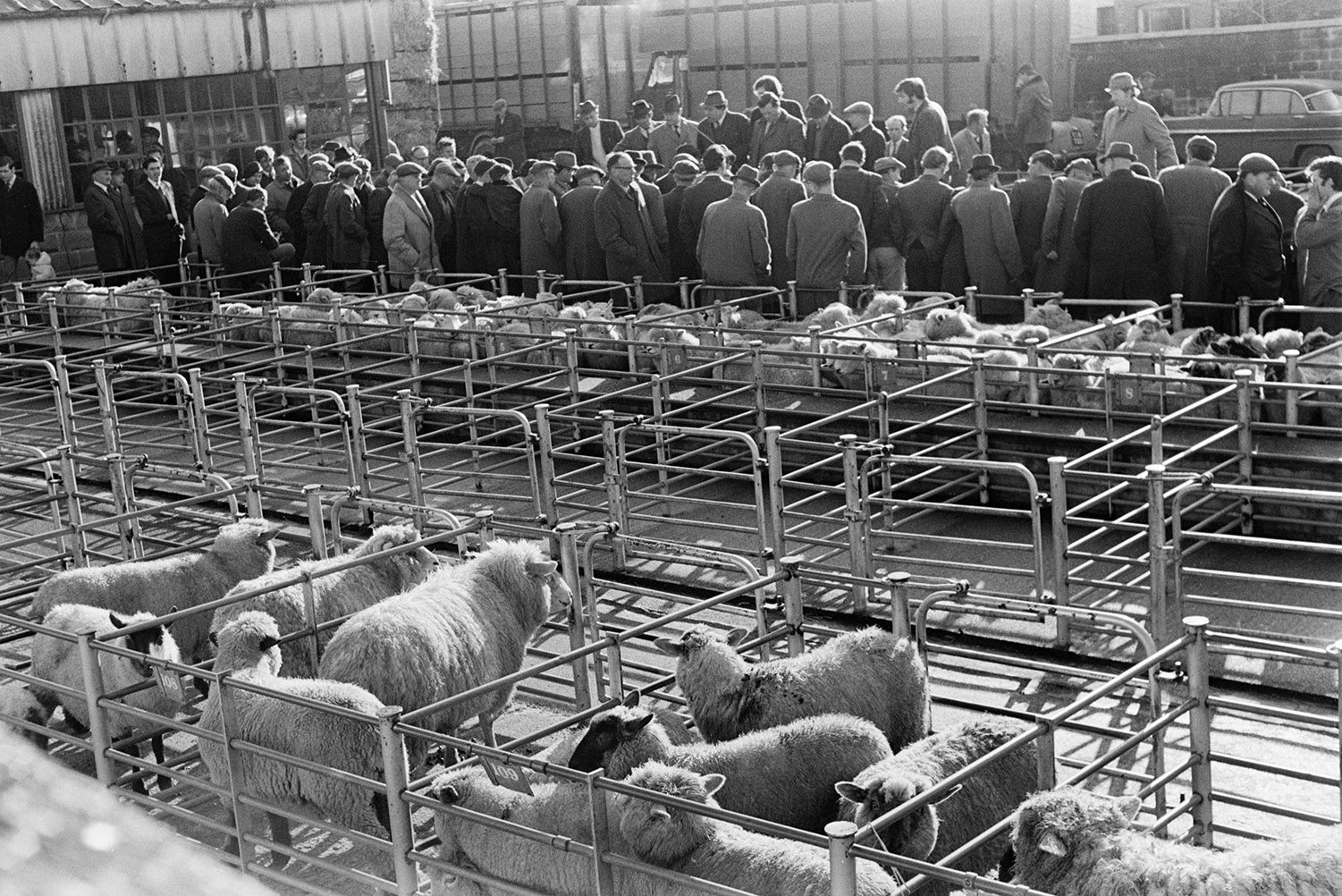 Livestock auction at Barnstaple. A crowd of men are looking at sheep in pens.