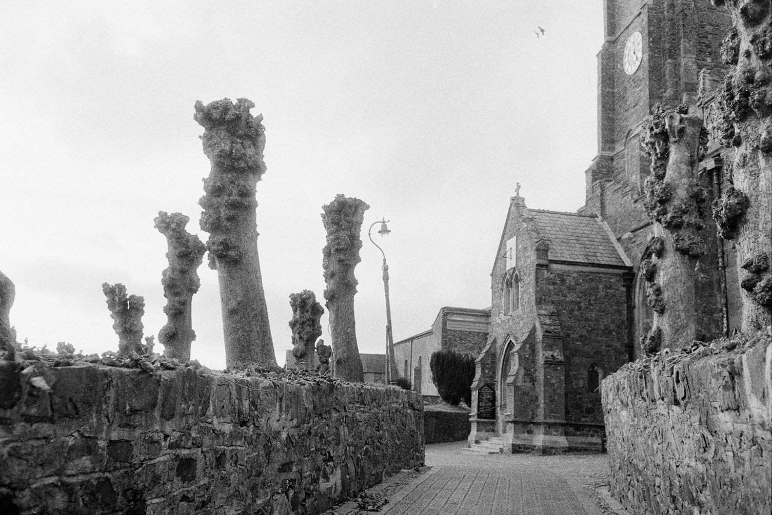 Pollarded trees outside South Molton church with a clock and sundial on the church tower and porch.