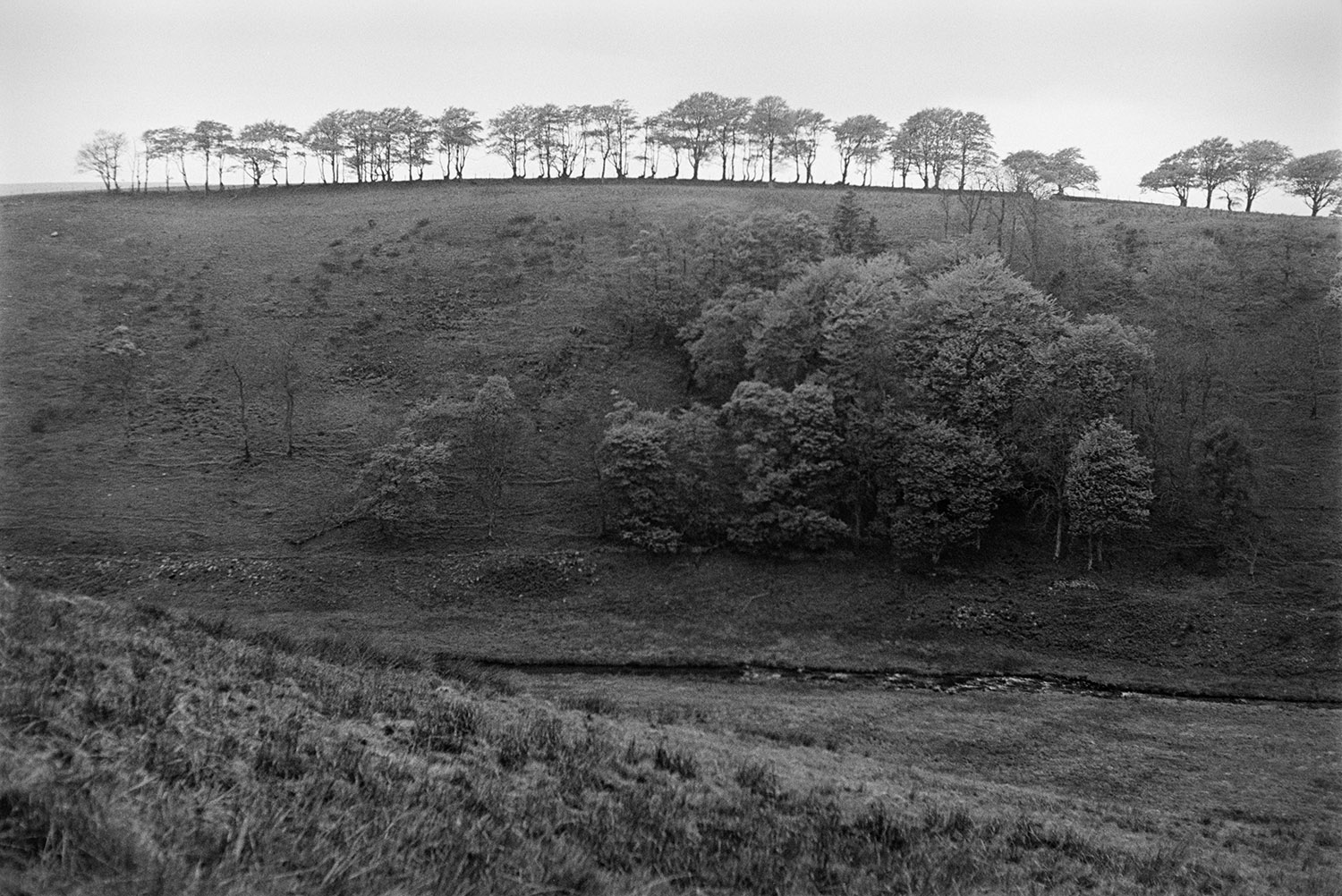 Trees on a hillside at Brendon, Exmoor. A stream is running through the valley.