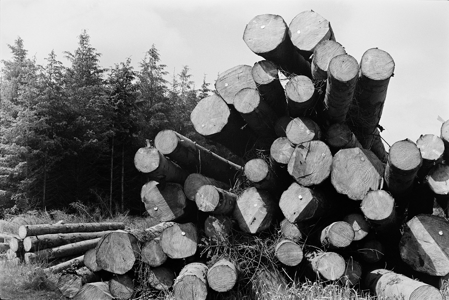 A pile of logs which have been felled at Hartland Forest. The forest is visible in the background.
