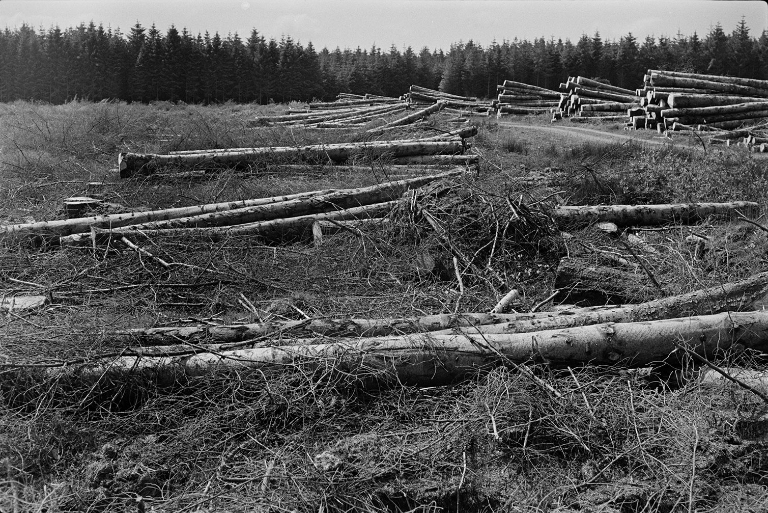 A number of piles of logs which have been felled at Hartland Forest. The forest is visible in the background.