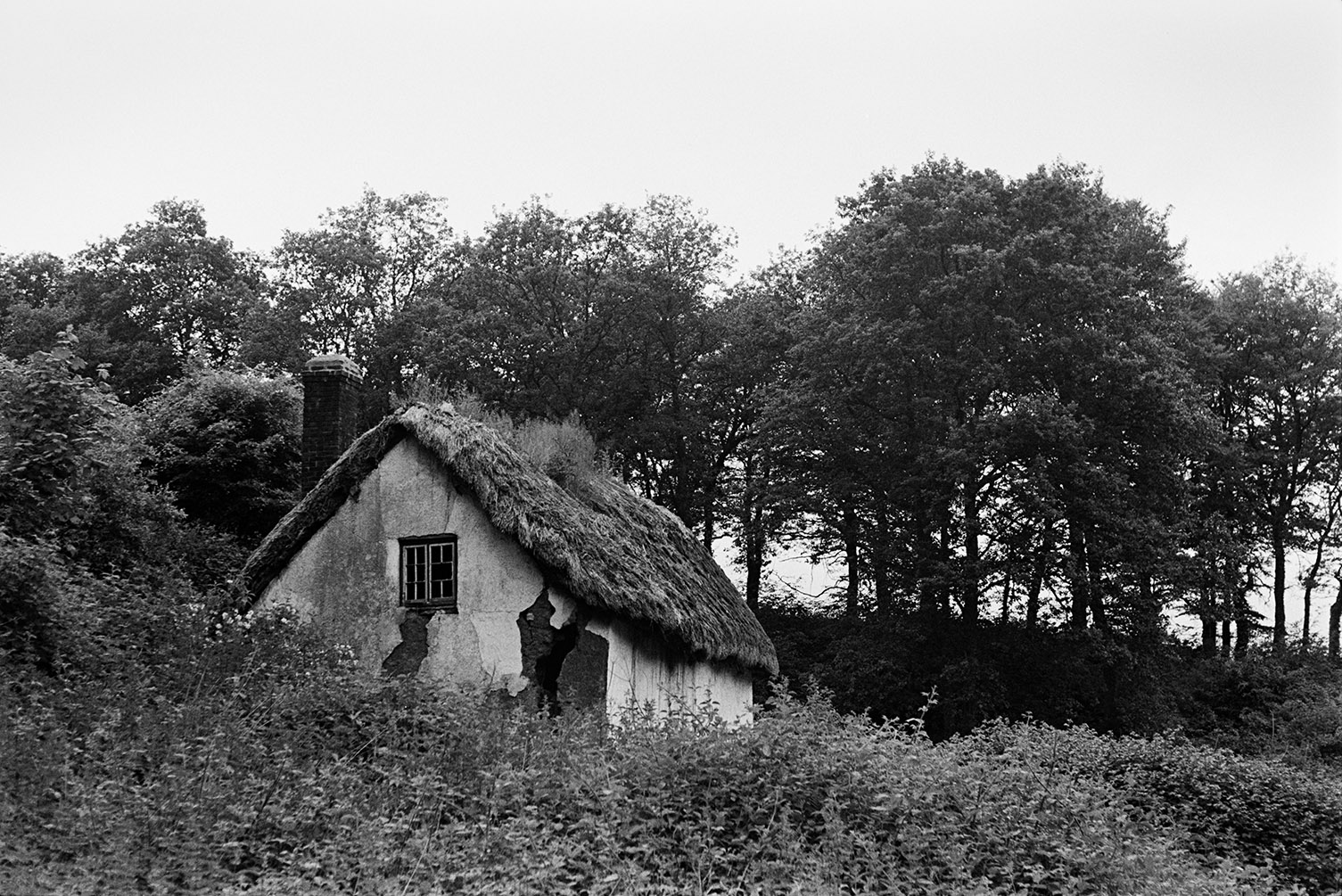A derelict cob and thatch cottage surrounded by trees near Westleigh. The cottage is over grown and has a large crack running down one wall.