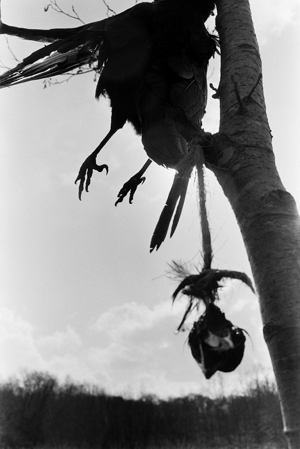 Dead jackdaws hung in a tree, to scare off other birds, at North Devon Clay Pit, Meeth.