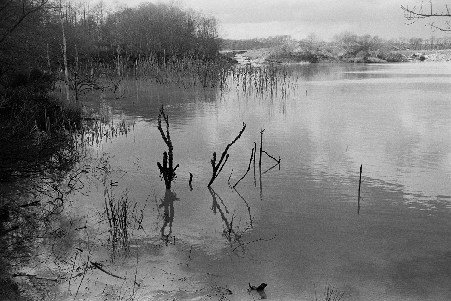 A pond or pool at North Devon Clay Pit, Meeth. Branches are in the water.