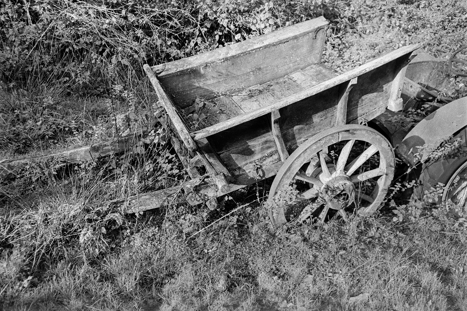An old wooden cart overgrown by brambles, at a reclamation yard at Umberleigh.