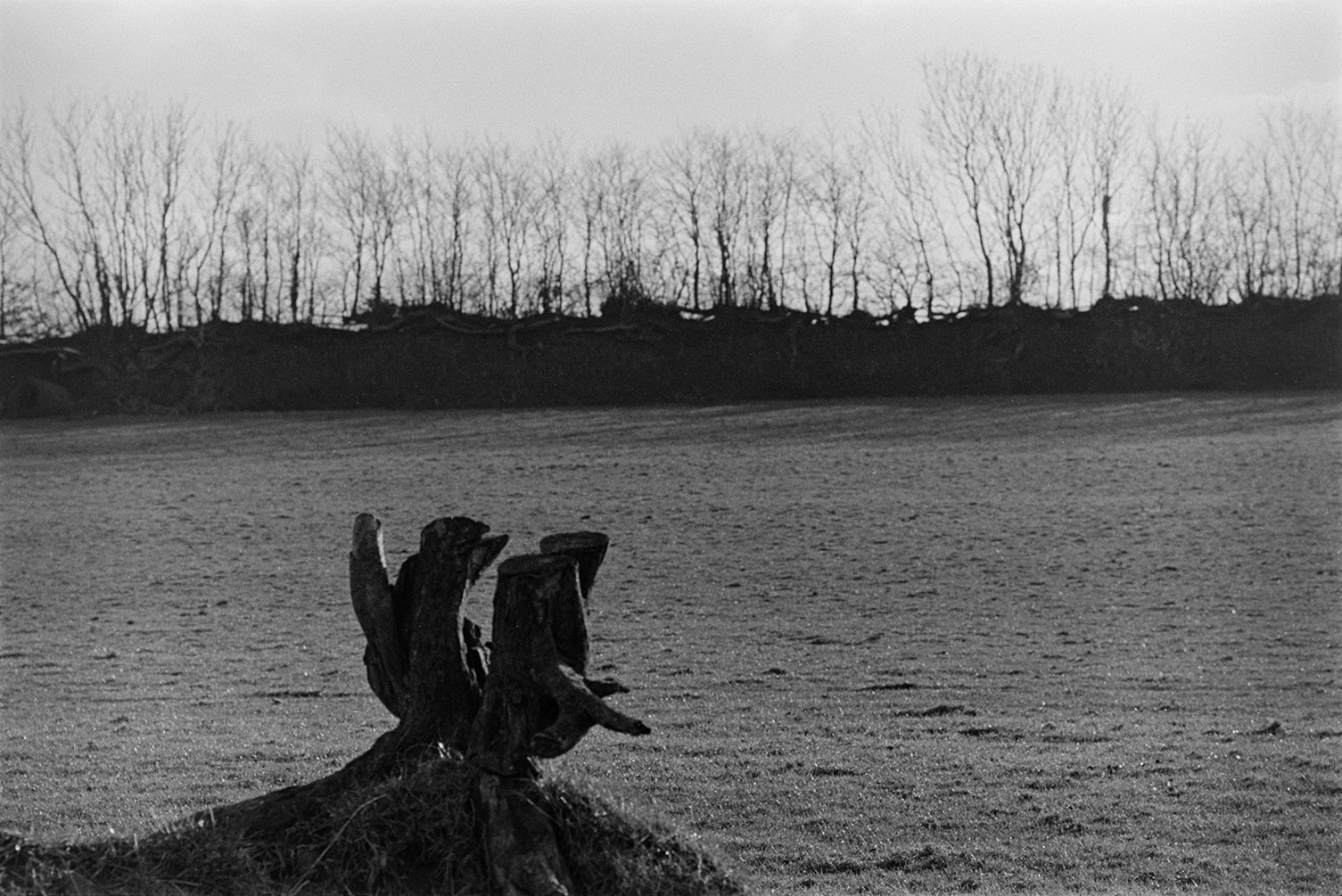 A gnarled tree stump or root in a field with a hedgerow in the background.