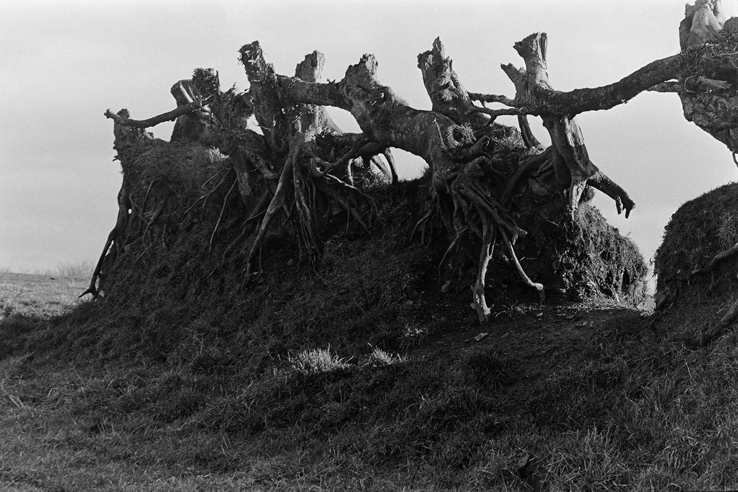 A close up view of gnarled branches and roots in a hedgerow in a field.