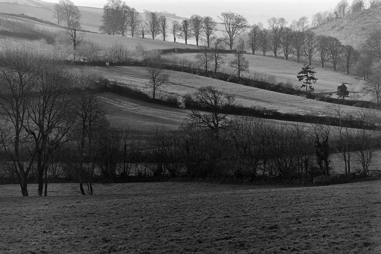 A landscape of fields, trees and hedgerows near Roborough.
