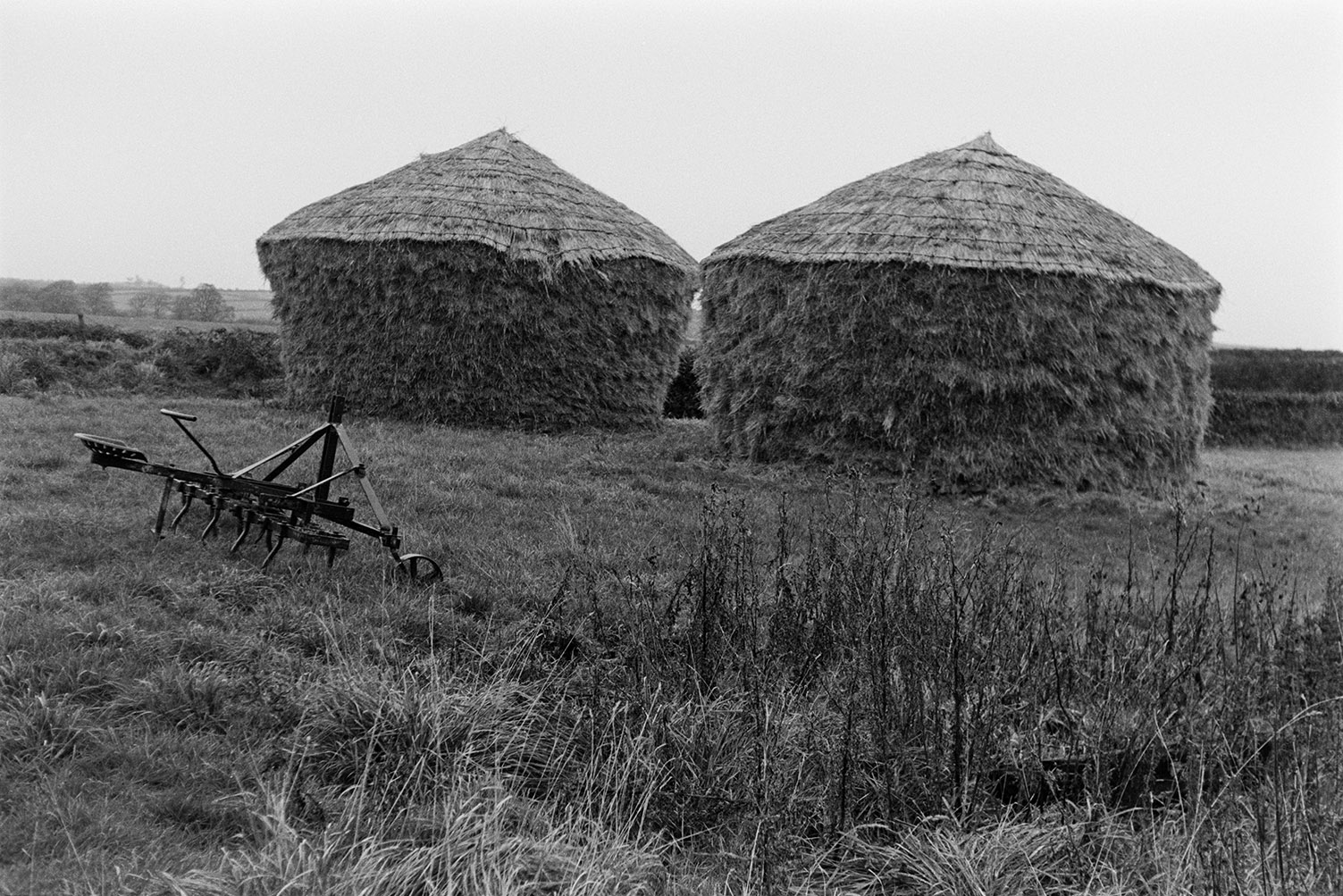 Two thatched wheat ricks in a field near Roborough. An item of farm machinery is lying in front of the ricks.
