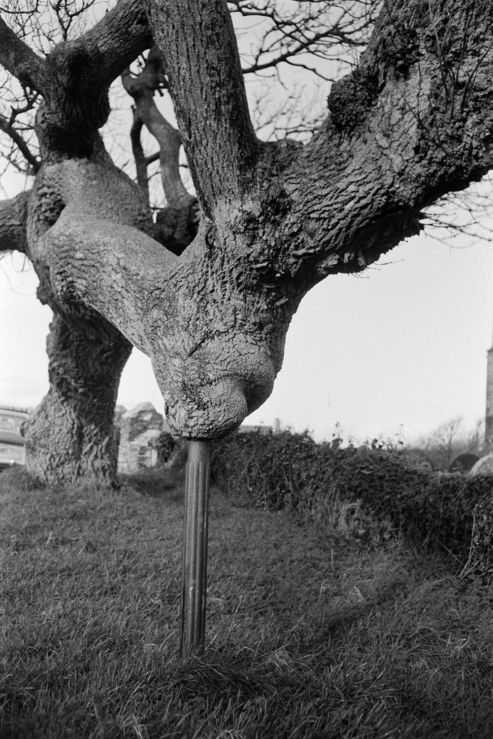 A tree being supported by a metal pole, at Hartland. The tree is next to Hartland Church which is not pictured.
