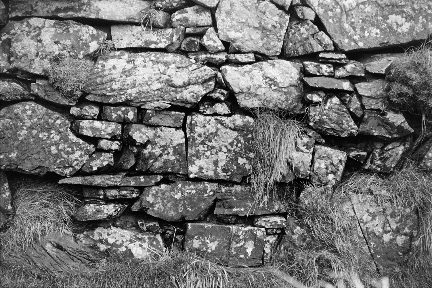 A dry stone wall with tufts of grass growing in it, at Hartland.