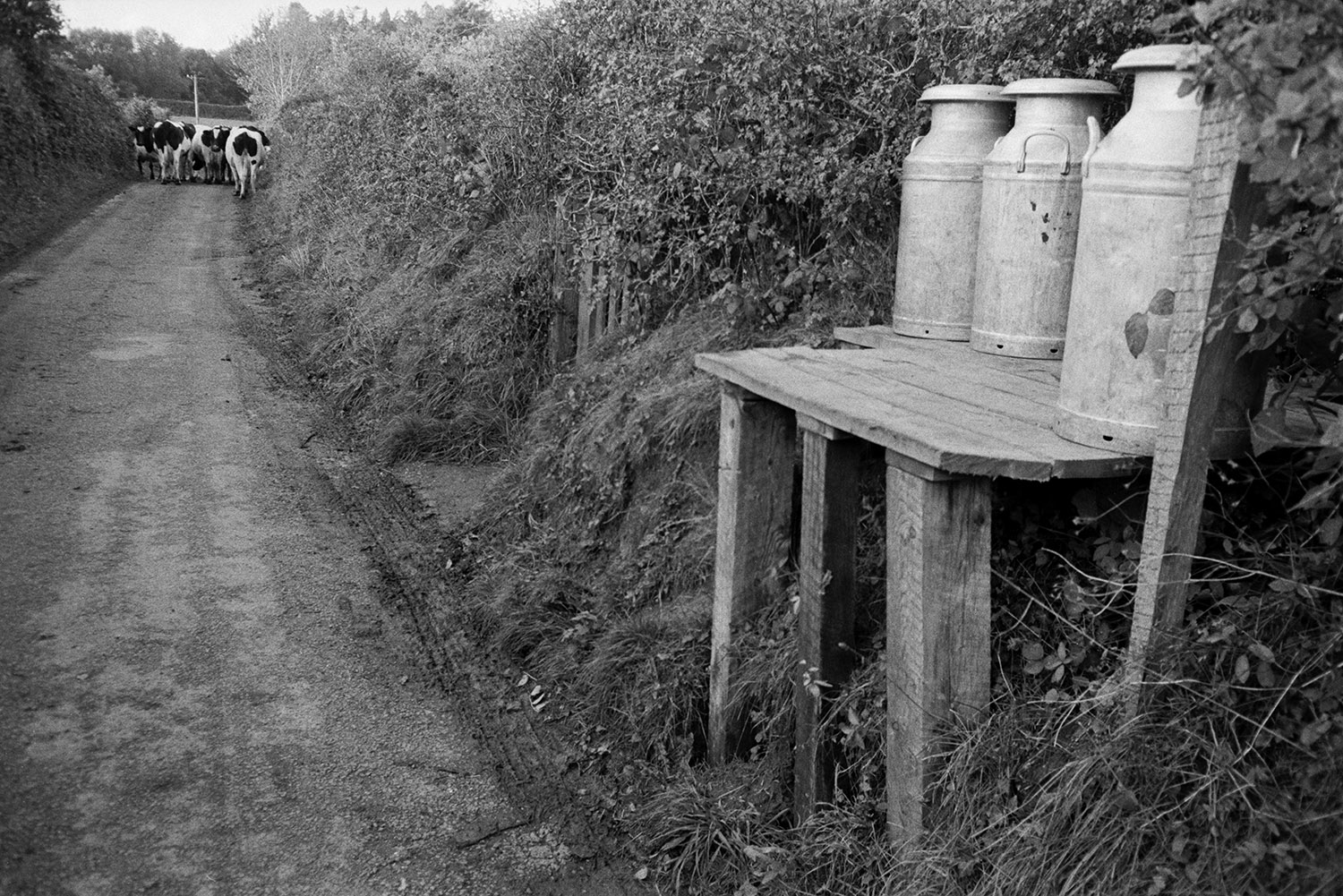 Milk churns on a wooden milk churn stand by a lane in Dolton. Cows are walking down the lane away from the milk churns, in the background.