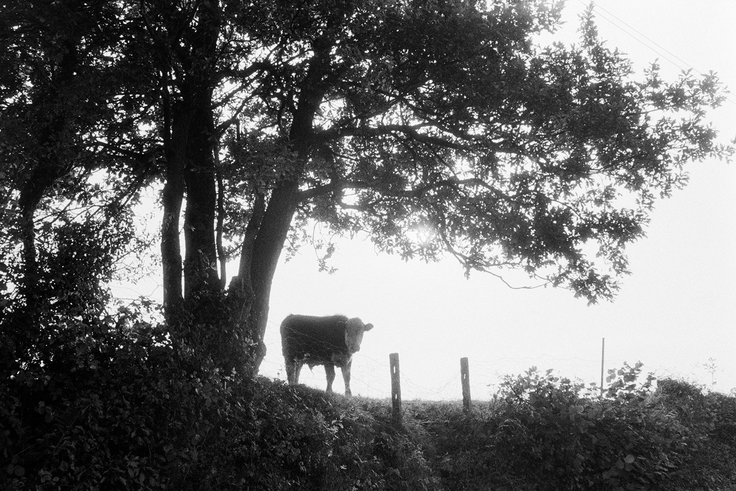 A bullock silhouetted next to a tree, in a field at Hatherleigh. It is looking over a wire fence to the road below.