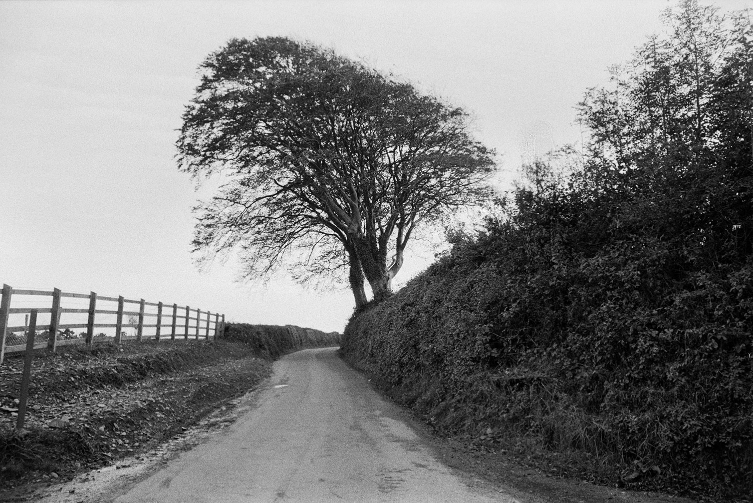 A lane with trees, a Devon hedge and a fence, in Atherington.