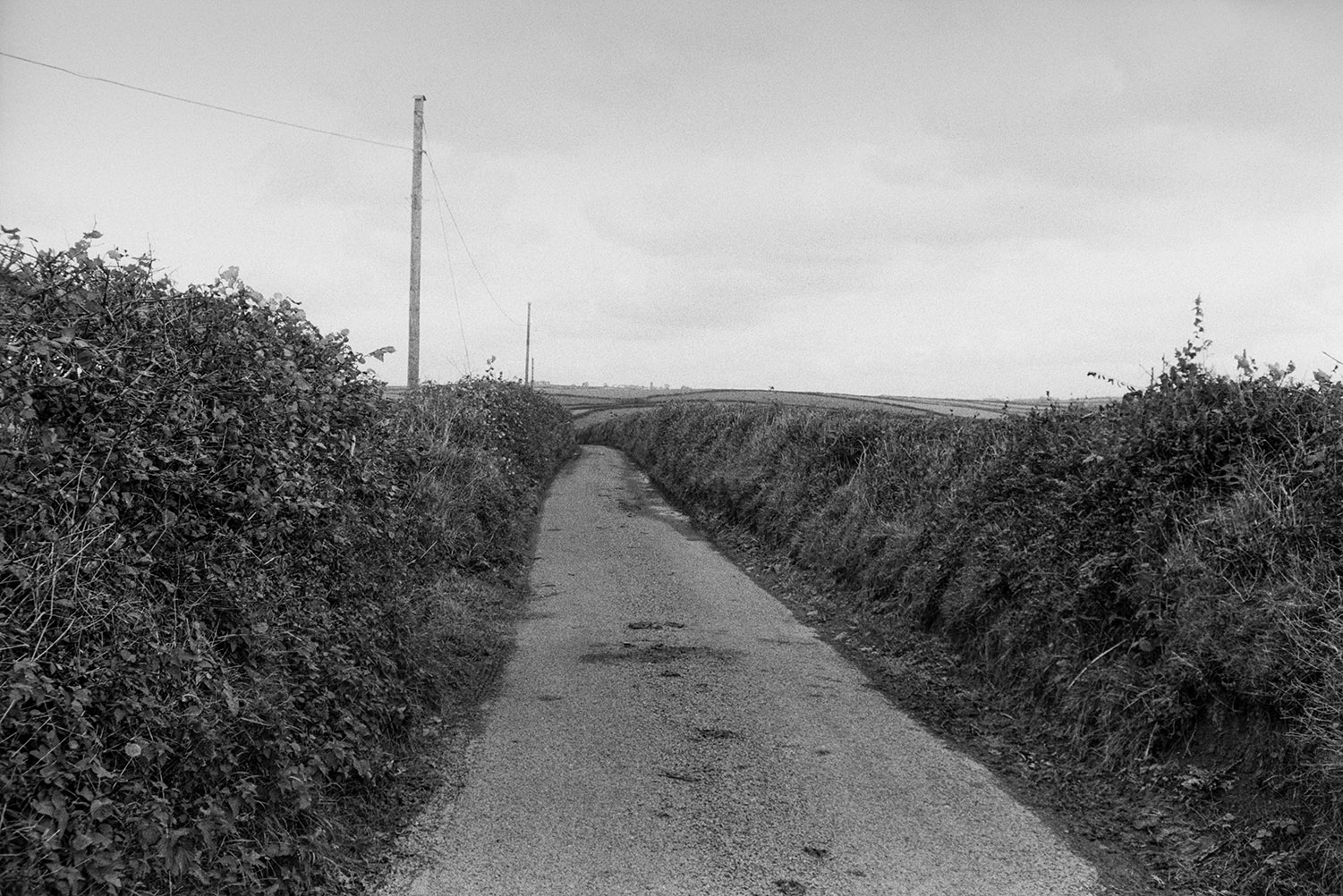 A lane with hedges either side, at Beaford.