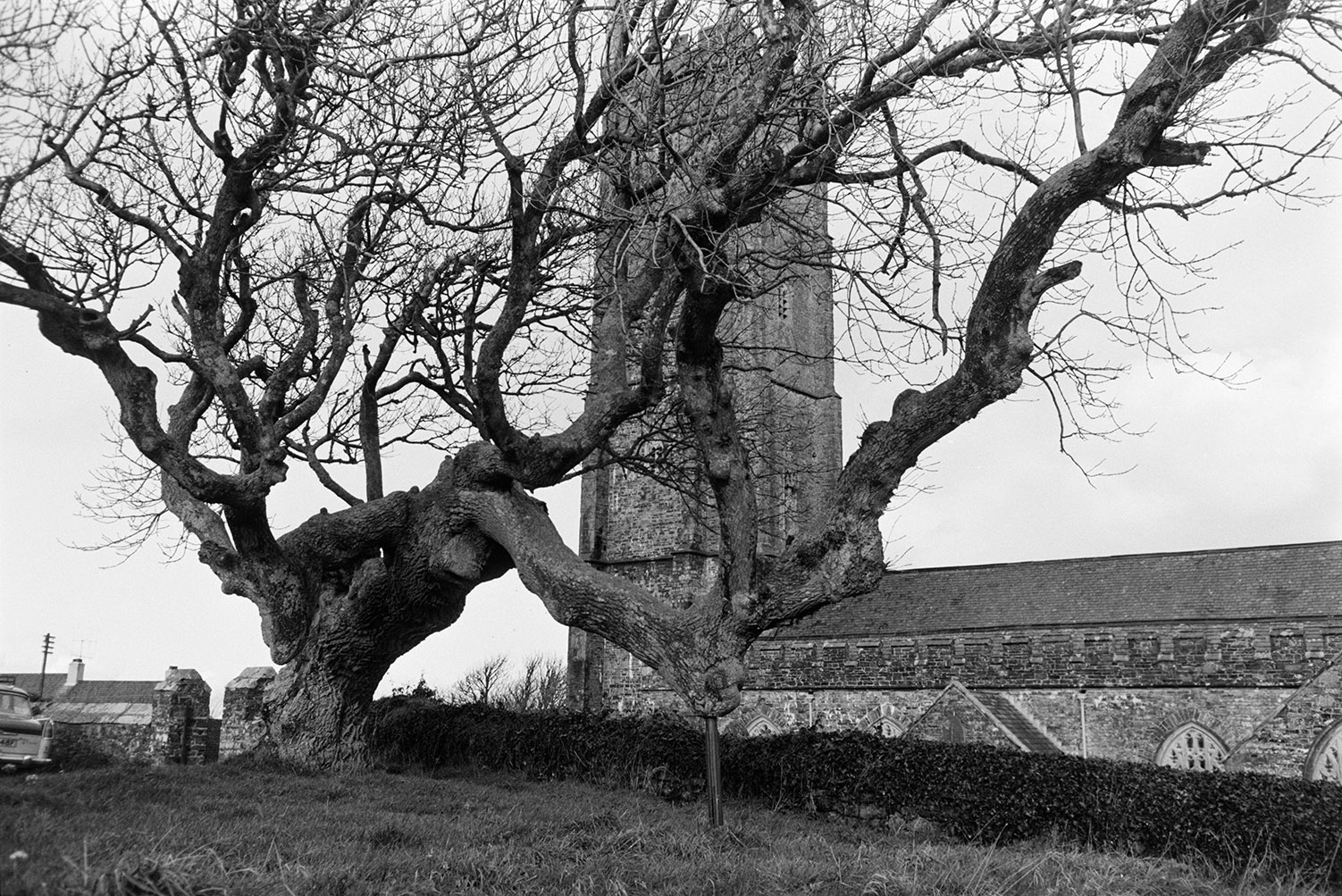 Hartland Church behind a tree which is being supported by a metal pole.