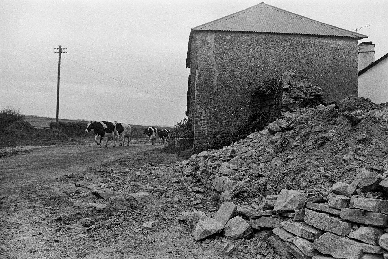 Cattle walking along a road past a cob barn with a corrugated iron roof and a pile of rubble, in Hatherleigh. Rubble from the collapsed building is spreading onto the road.
