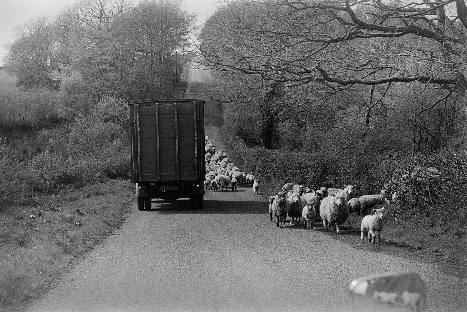 A lorry passing a flock of sheep being herded along a tree-lined road at Rackenford.
