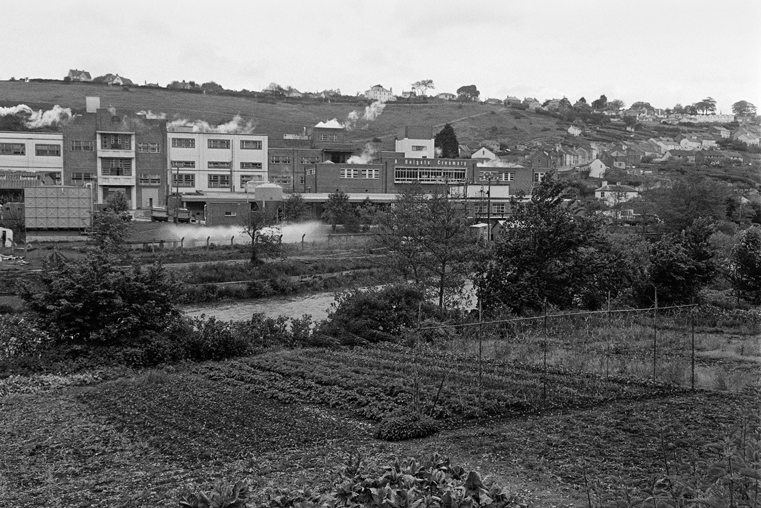 Allotments by the River Torridge in Torrington. The Unigate Creamery buildings can be seen in the background on the opposite side of the river.