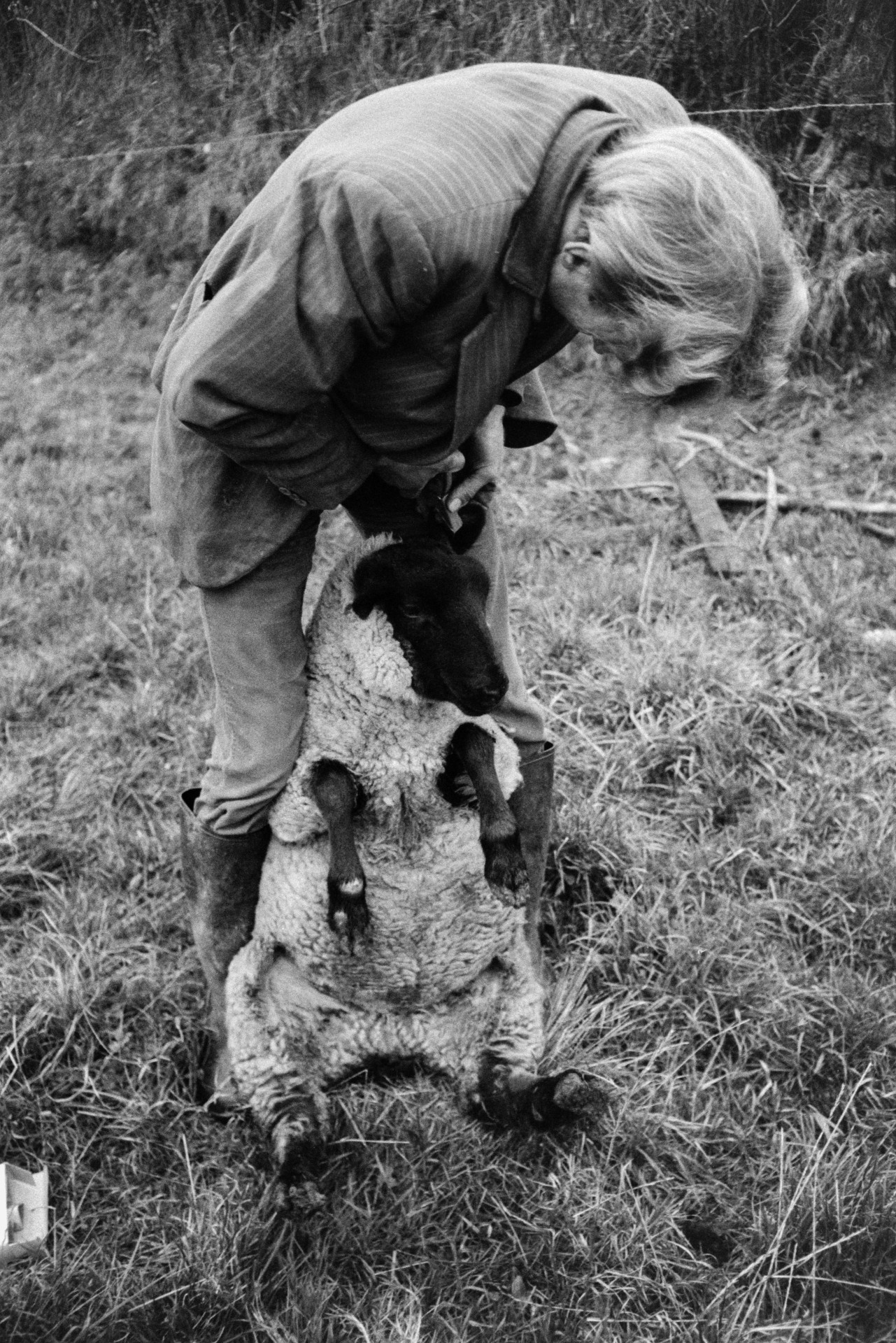 Ivor Bourne tagging one of last season's spring lambs, in a field at Mill Road Farm, Beaford, before taking it to North Devon Meat Company to be slaughtered. The farm was also known as Jeffrys.