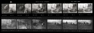 Contact Sheet 76 by