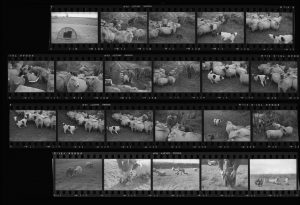 Contact Sheet 84 by