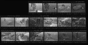 Contact Sheet 85 by