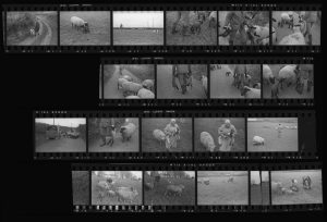 Contact Sheet 87 by
