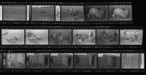 Contact Sheet 88 by