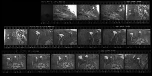 Contact Sheet 135 by
