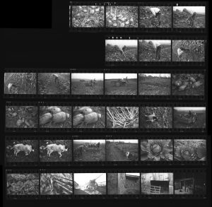 Contact Sheet 140 by