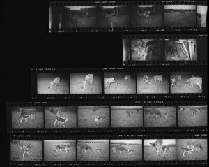 Contact Sheet 162 by