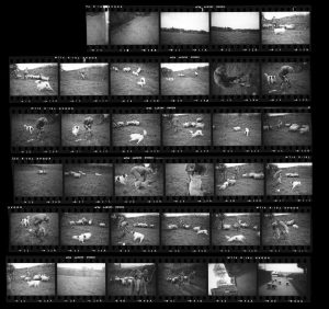 Contact Sheet 174 by