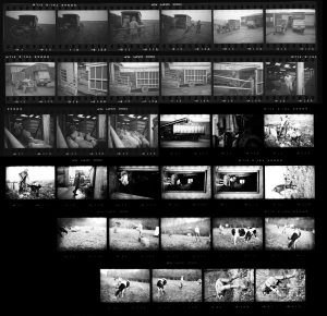 Contact Sheet 175 by