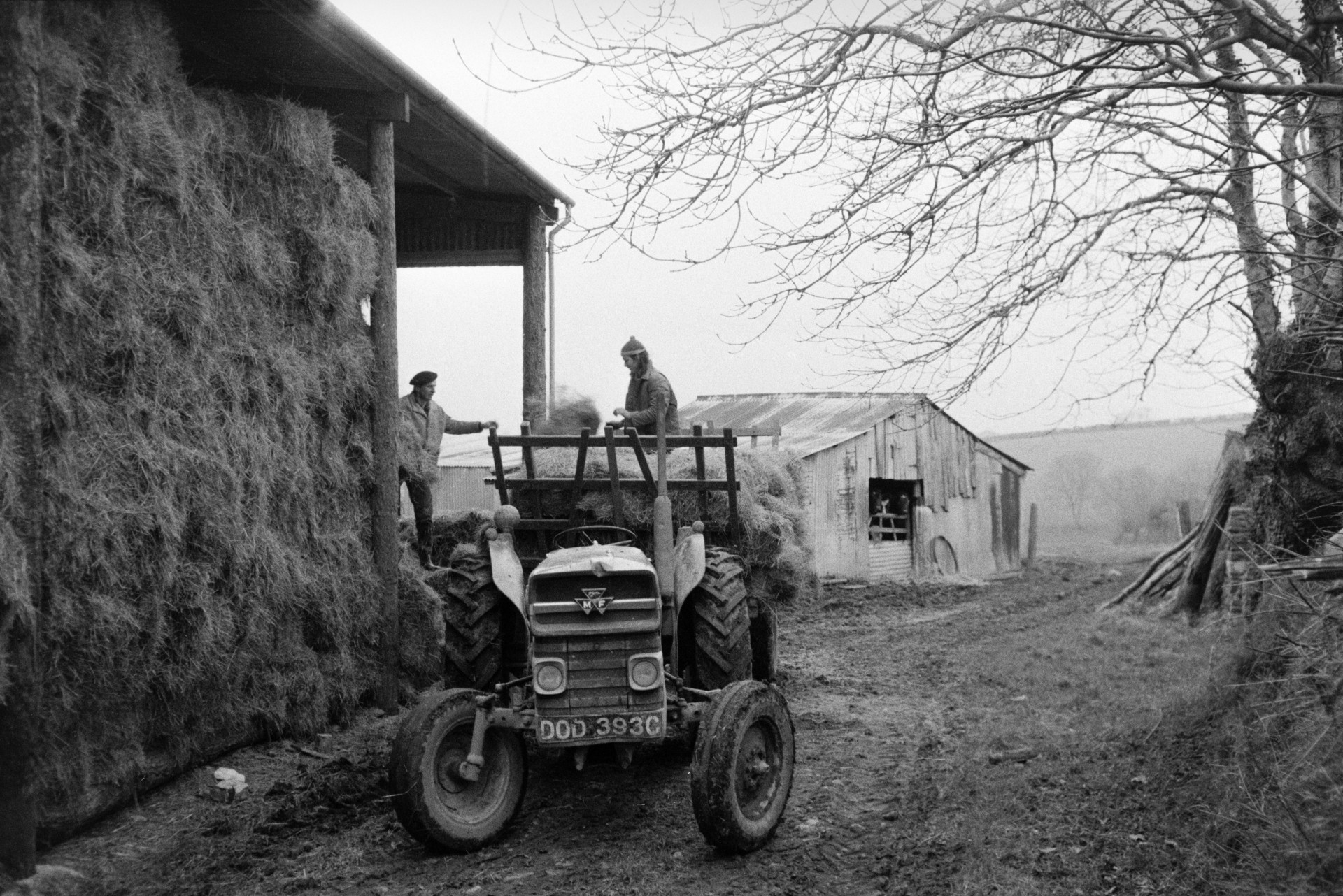 Derek Bright, on the trailer, and Ivor Bourne, loading hay bales onto a trailer to be distributed around Mill Road Farm, Beaford, for winter. Cattle looking out of a corrugated iron barn are visible in the background.
