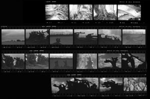 Contact Sheet 268 by