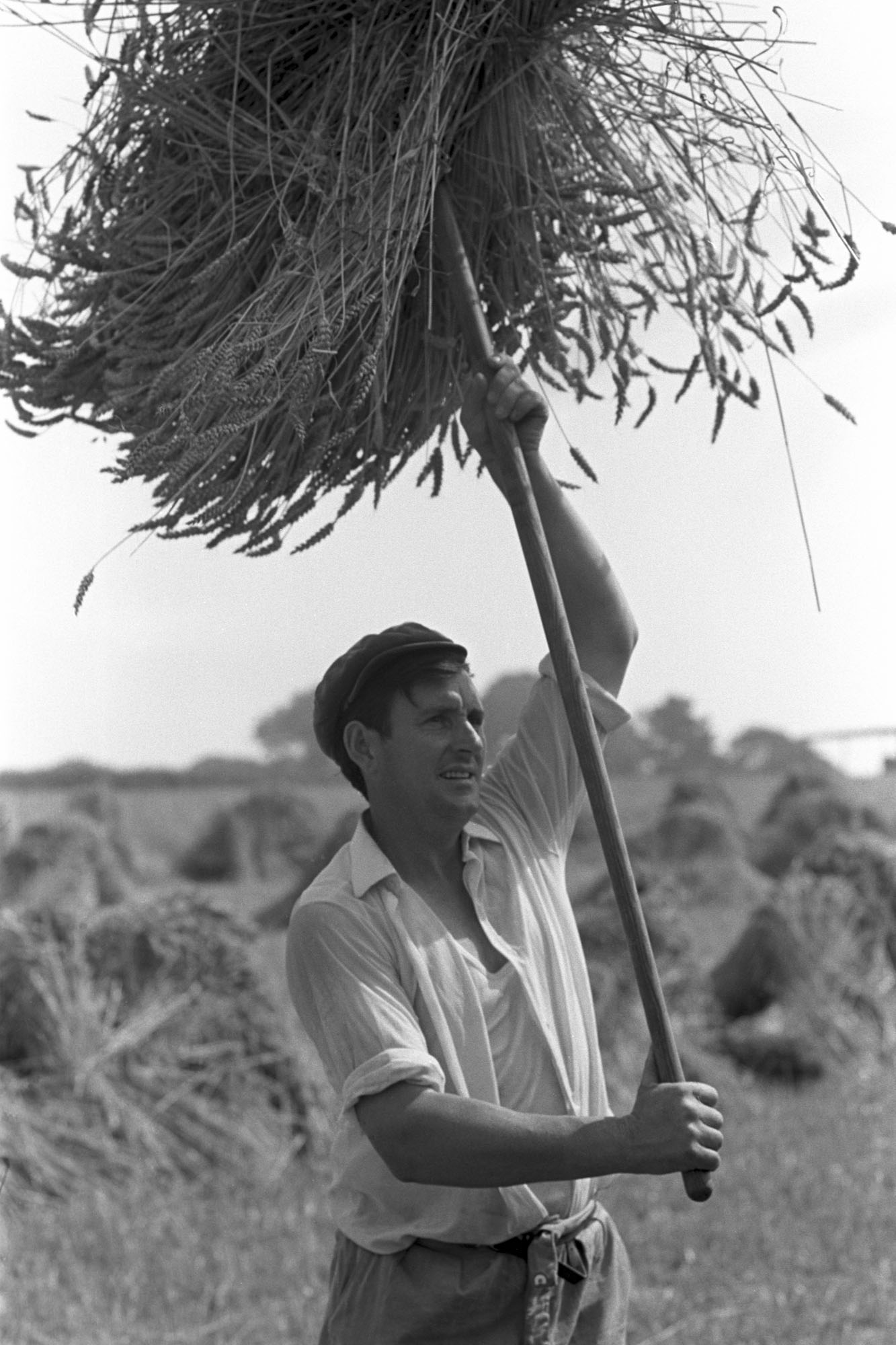Man holding up nitch of corn.<br /> [John Govier holding a nitch of corn using a pitchfork, above his head, at Beaford.]