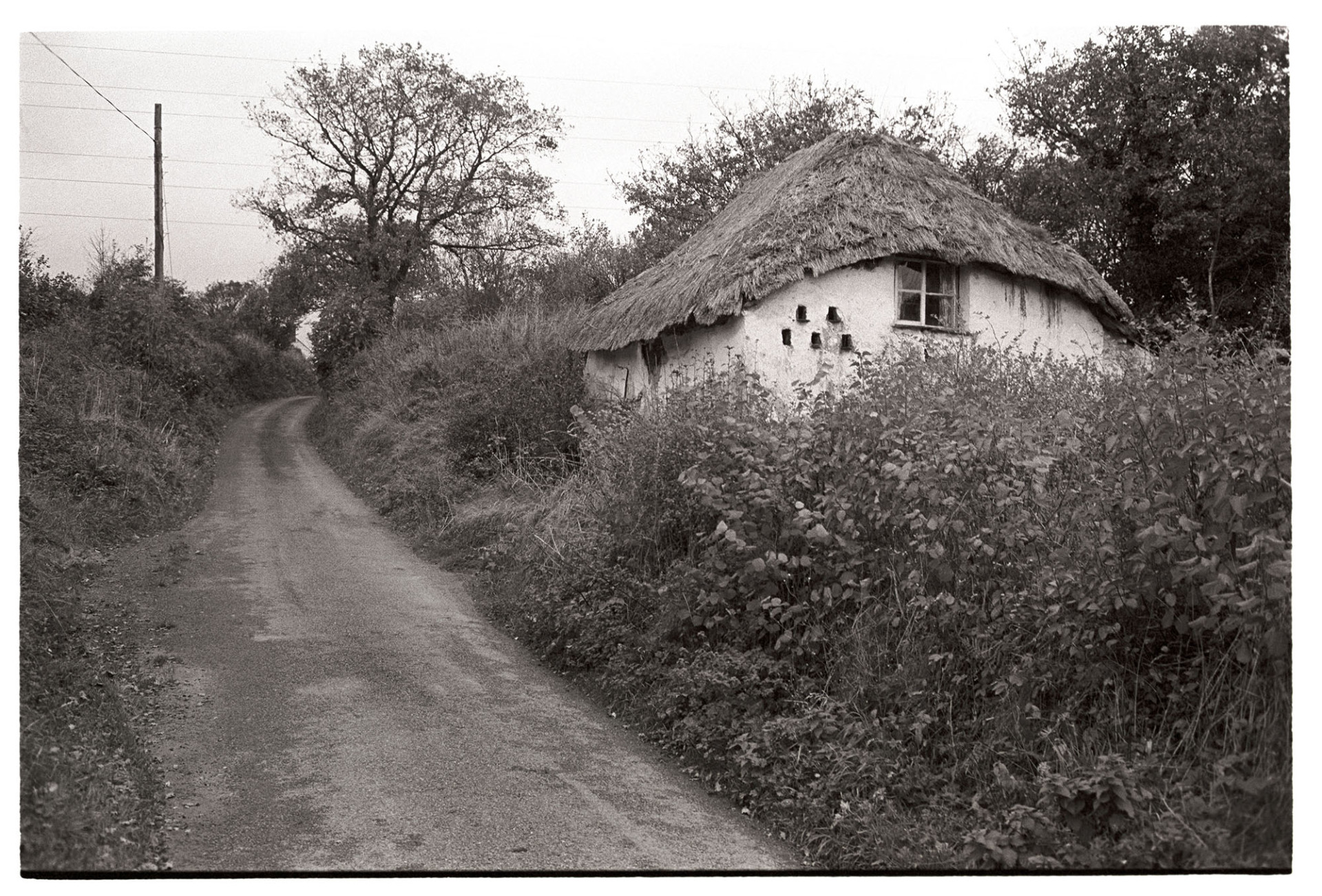 Thatched cottage with dovecote, now demolished.
[A lane running past an overgrown and crumbling cottage with a dovecote near Milton Dammerel.]