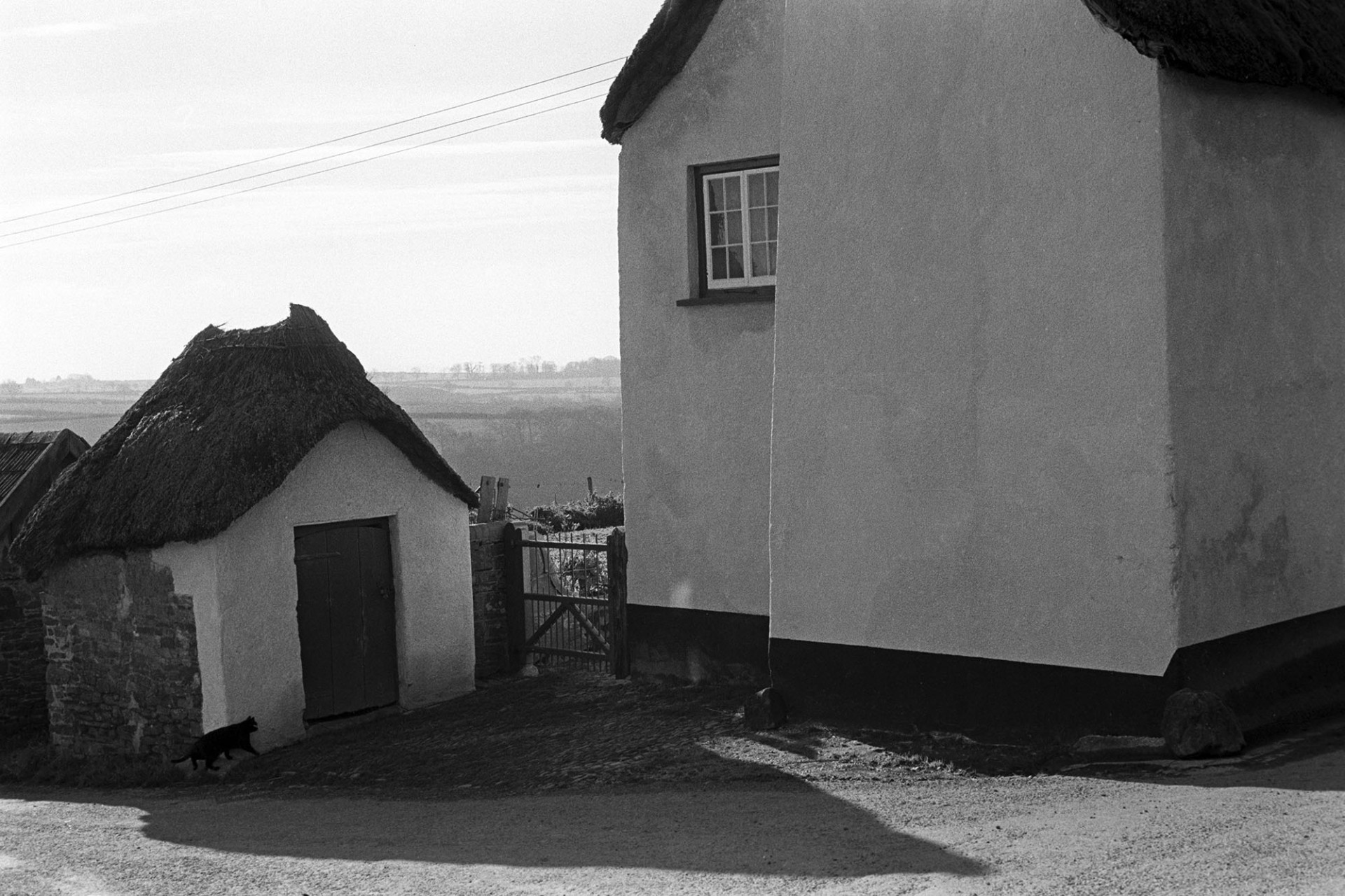 Thatched shed and cottage with cat.
[A cat walking past a thatched shed next to a thatch cottage at Roborough. 
For more information see the 'Additional notes by James Ravilious' field.]