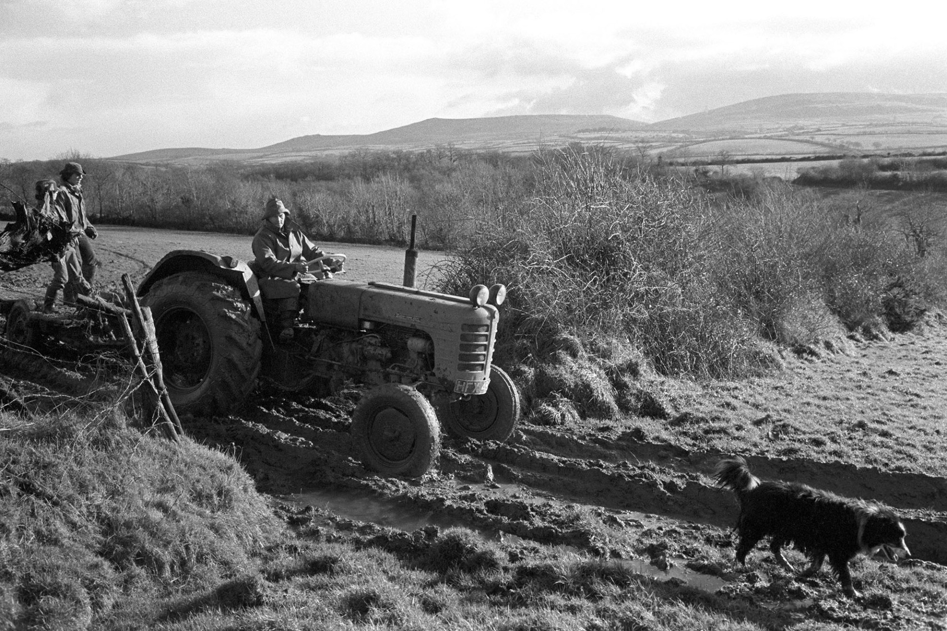 Farmer driving tractor, muddy track with dog, Dartmoor behind.
[Mr Simmons driving a tractor into a field with two boys riding on the trailer, at Lower Hewton Farm, Okehampton.]